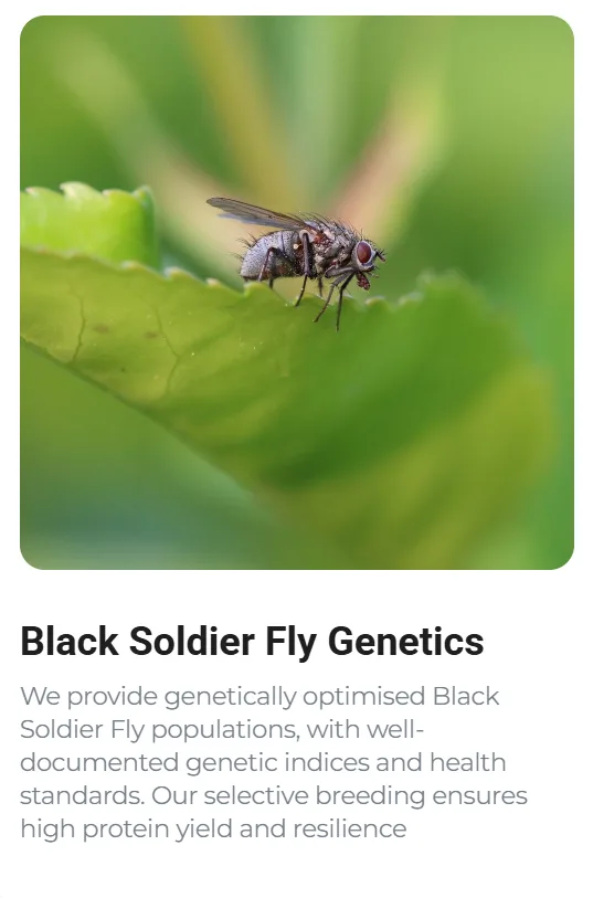 Black Soldier Fly genetics