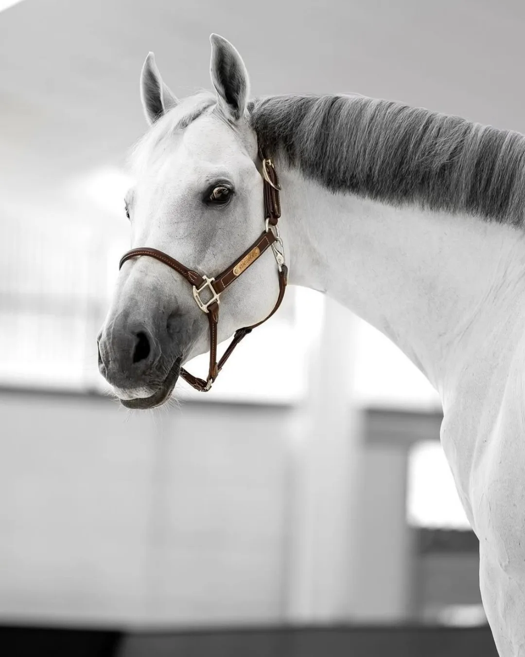 MZ Sporthorses concept book